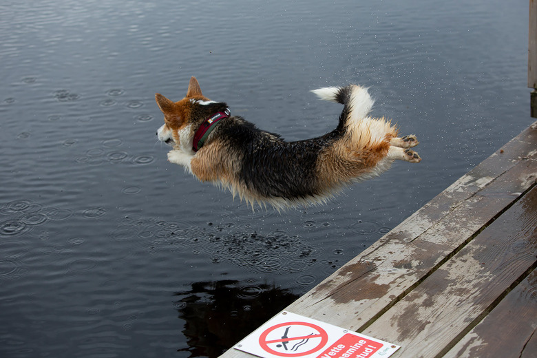 dog jumping off dock next to sign that reads 