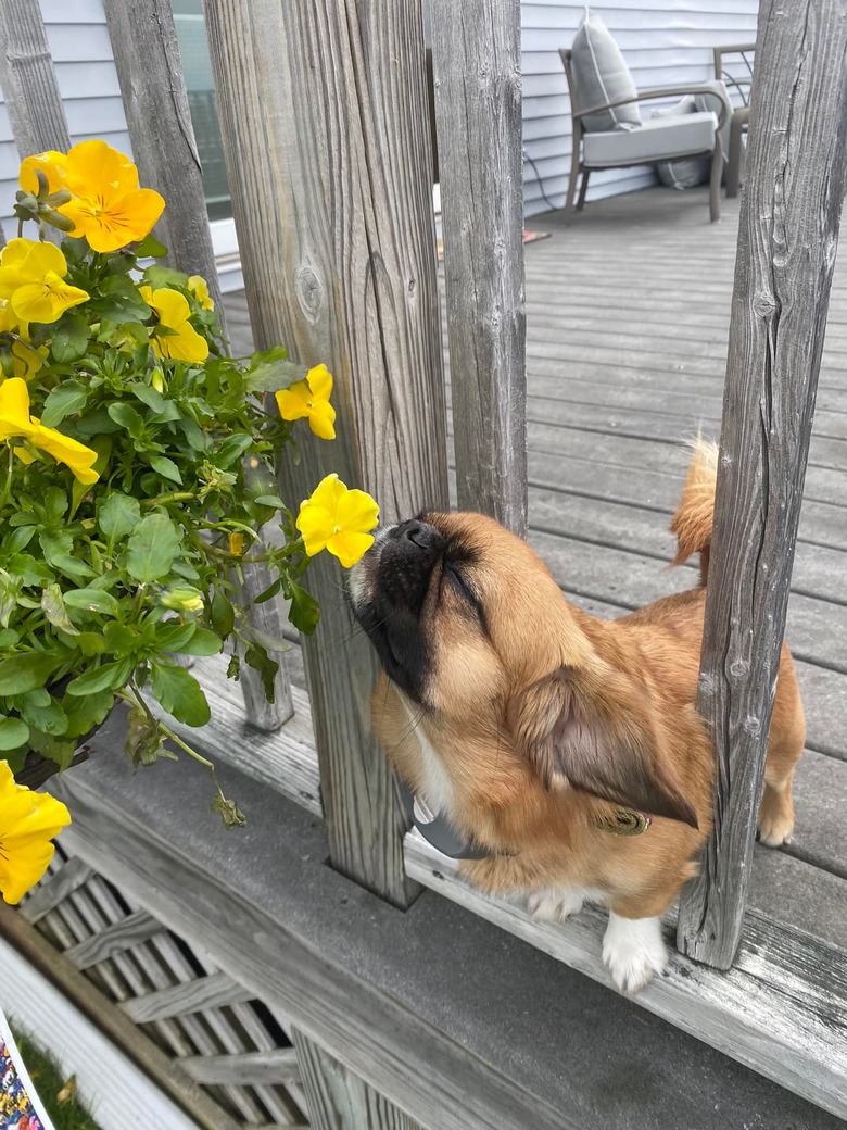 dog smells flowers