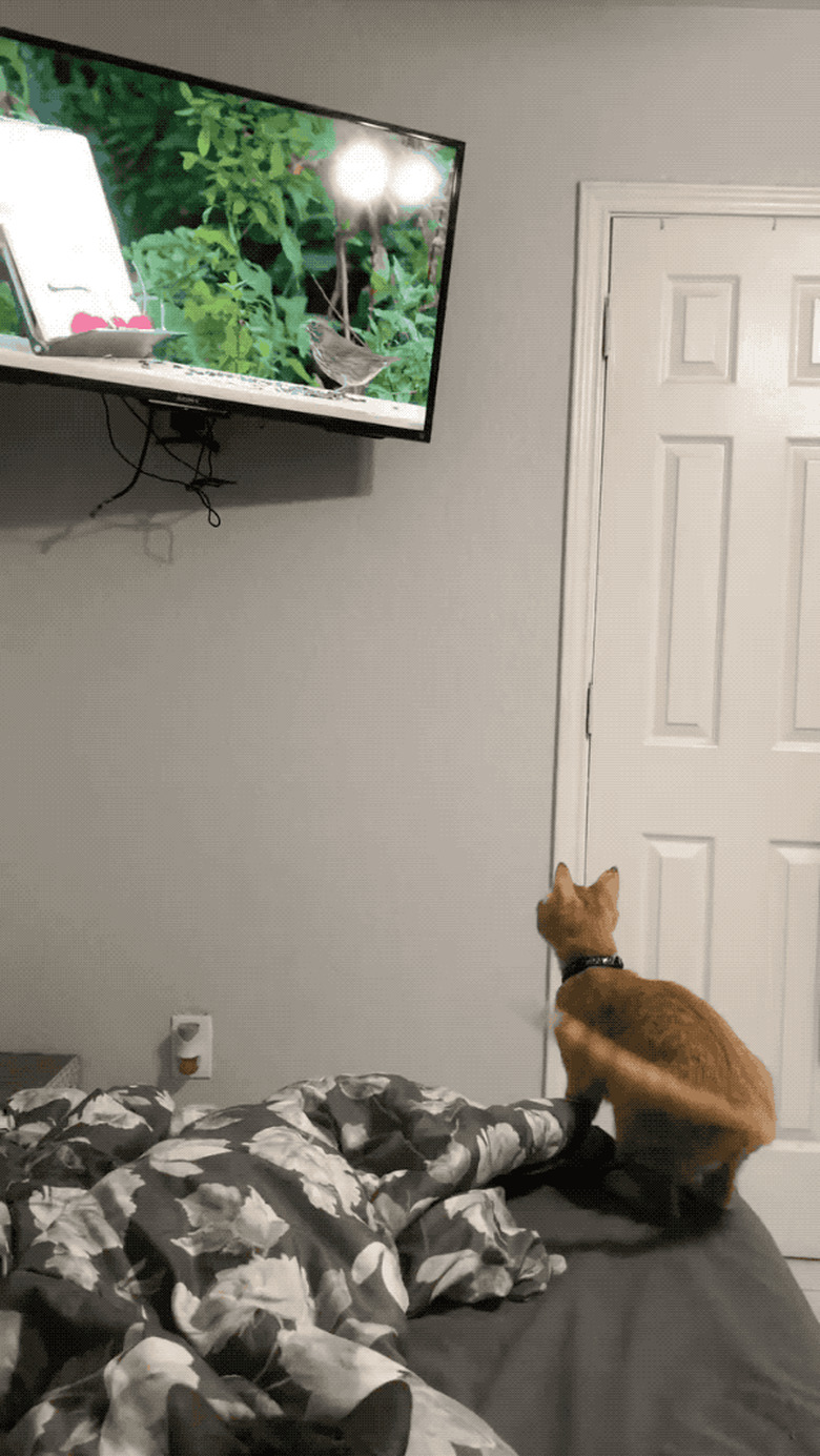 cat tries to catch birds on television
