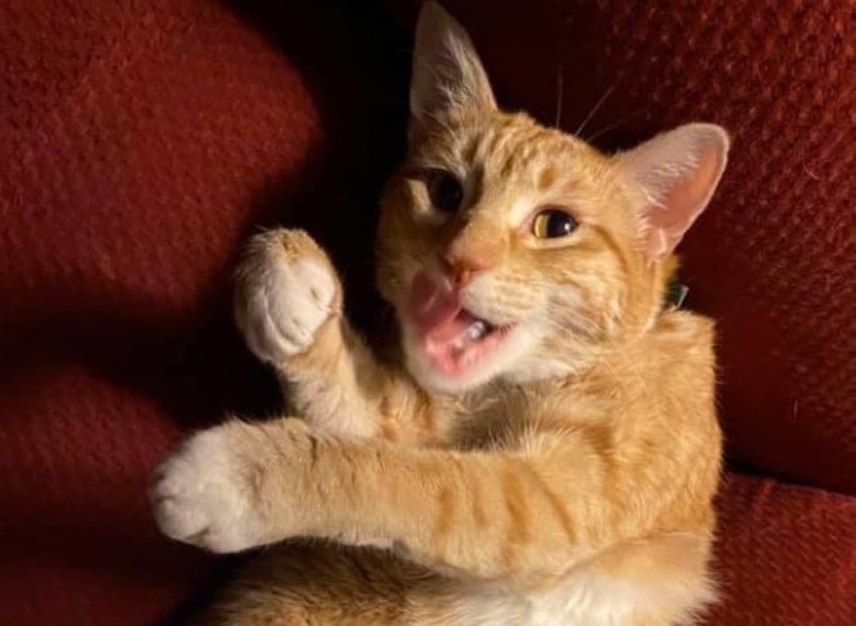 orange cat eats a little salami as a treat.