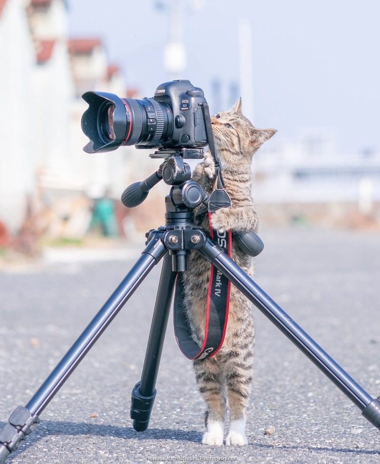 cat stands and peers through camera lens finder, on a tripod stand.