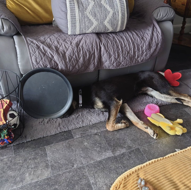 Dog hiding their head behind a tray and surrounded by dog toys.