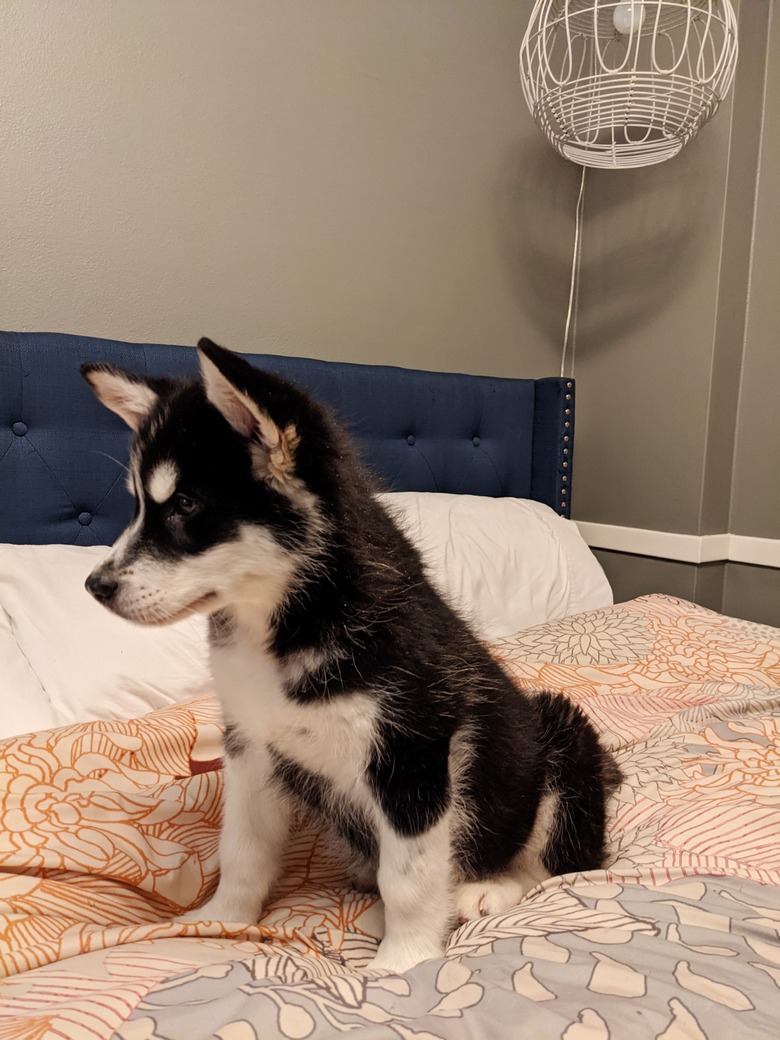 before and after photos of husky puppy.