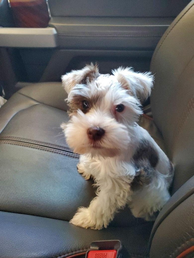 puppy is grumpy after a vet visit and is sitting in a car.