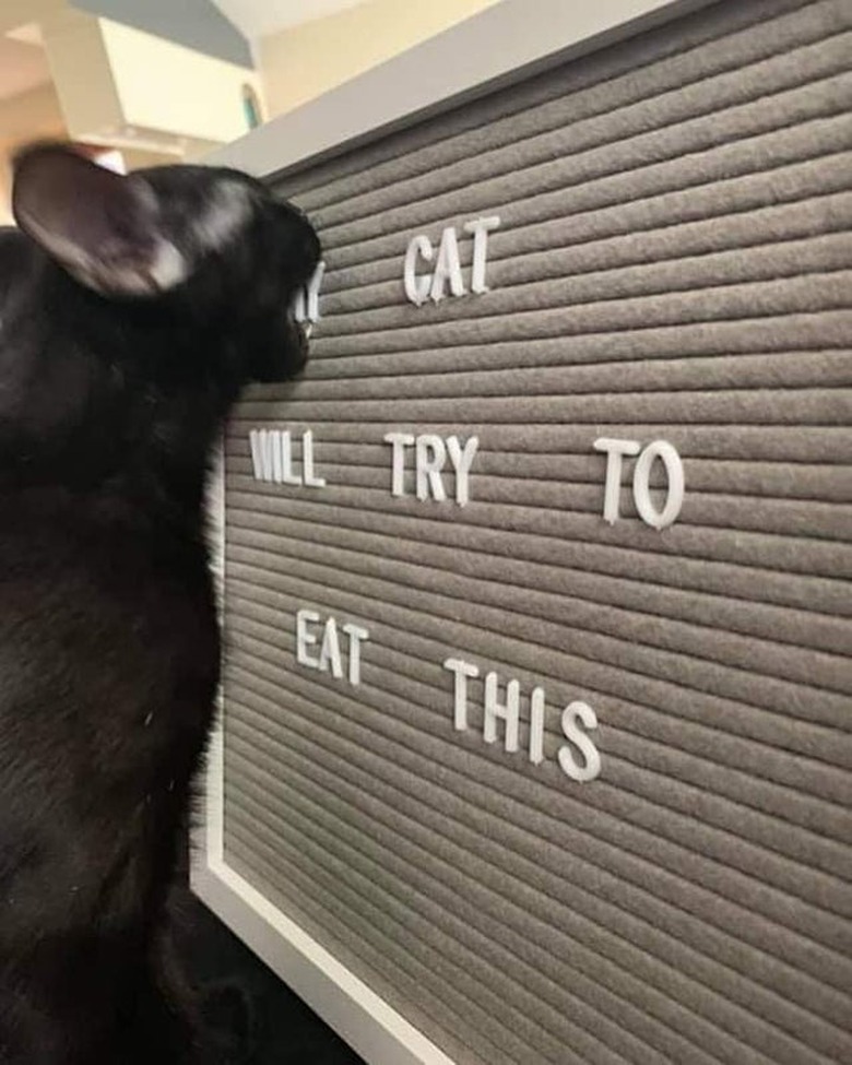 A black cat is biting a sign that says 