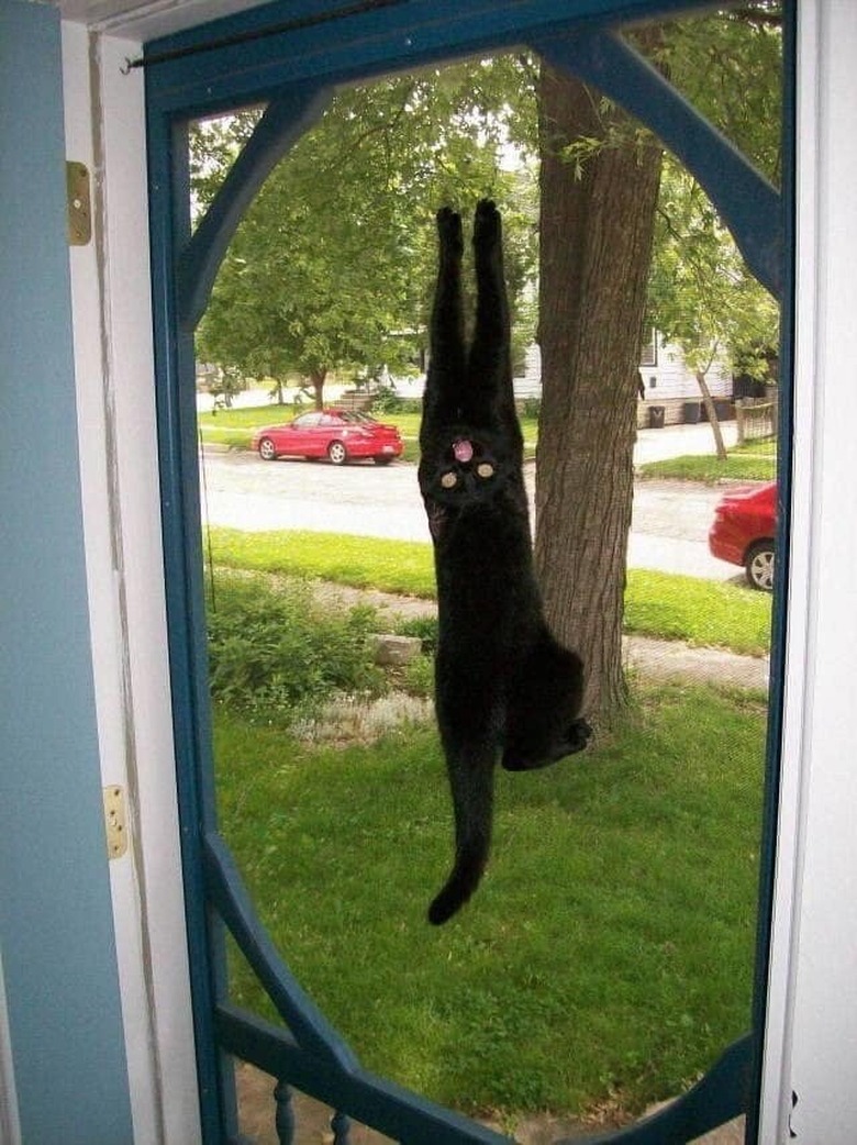 A black cat is meowing and hanging off a screen door.