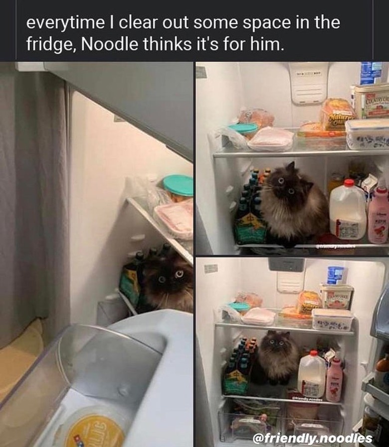 A cat is sitting in a refrigerator, and a caption says, 