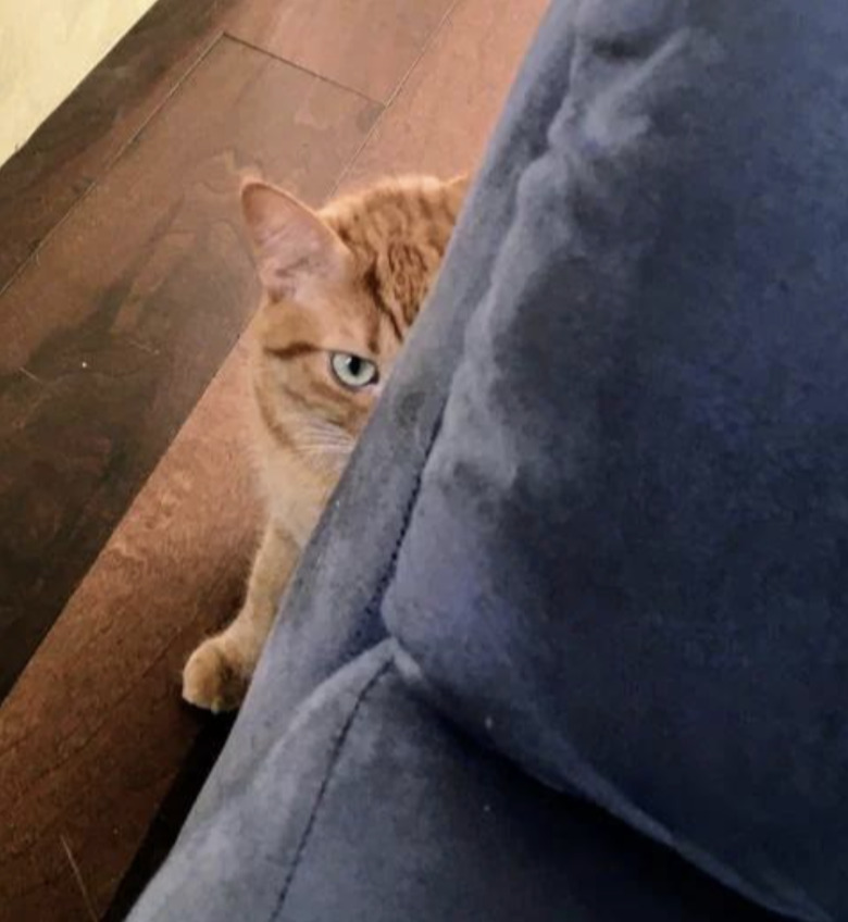 An orange cat is glaring at the camera from behind an armchair.