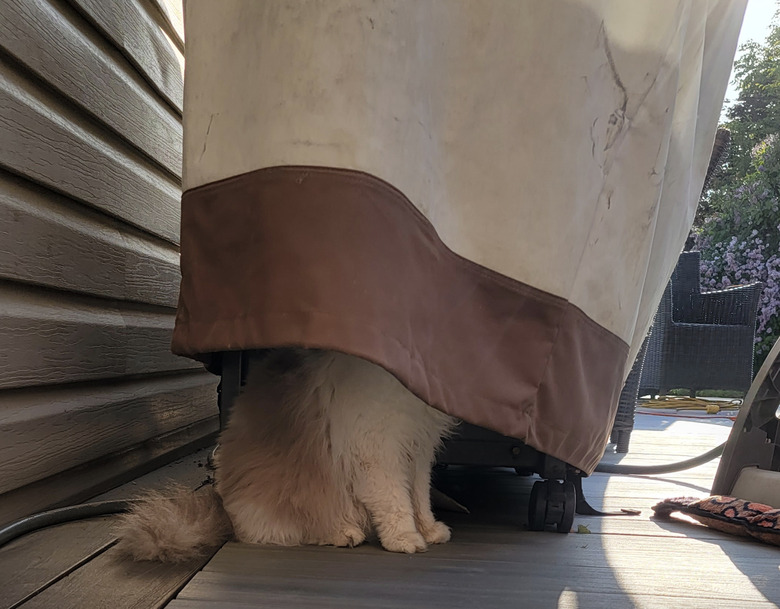 A cat is sitting under a curtain.