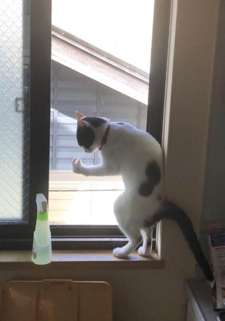 A black and white cat is doing an 
