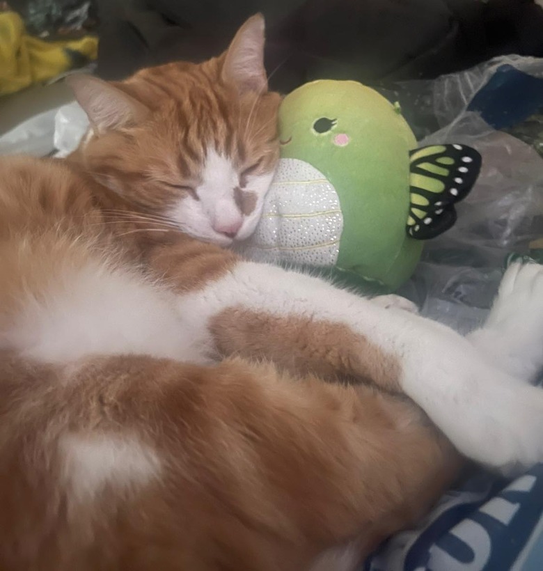 An orange cat is sleeping with their favorite plush toy