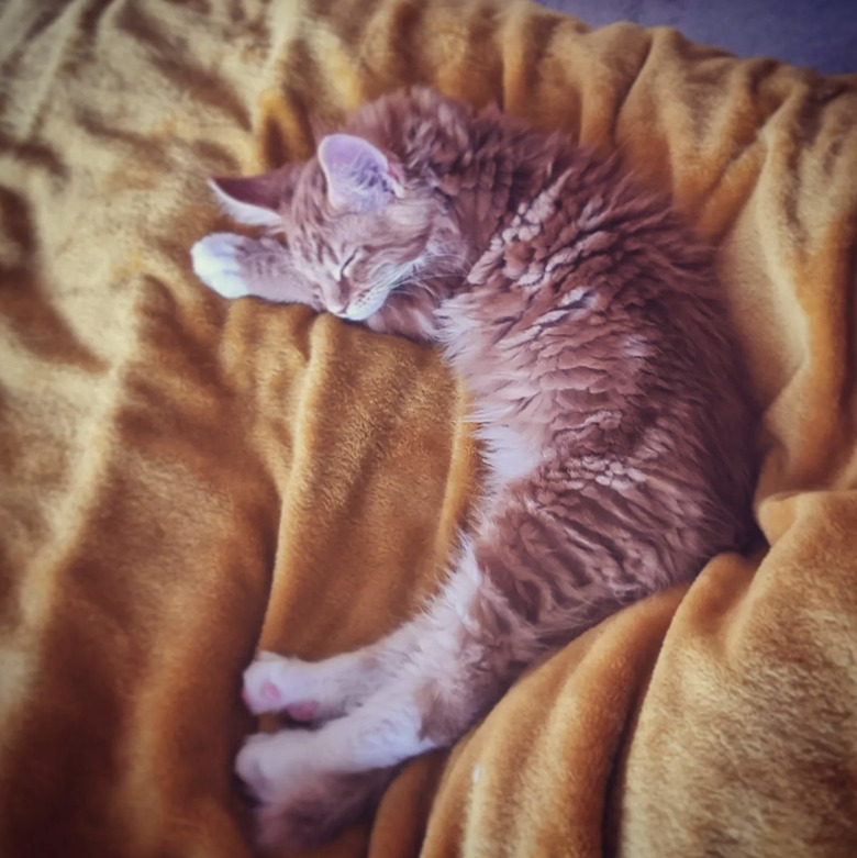Bicolor Maine Coon cat sleeping on a yellow blanket and curled like a prawn.