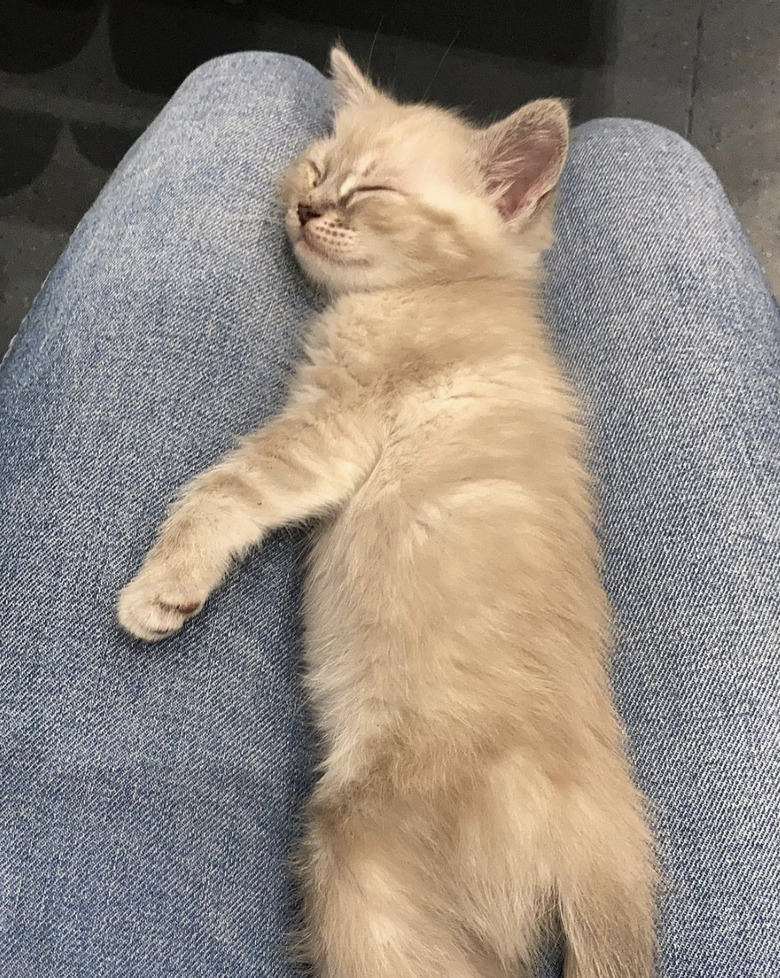 Kitten sleeping in their pet parent's lap, with with one front leg resting on a leg.