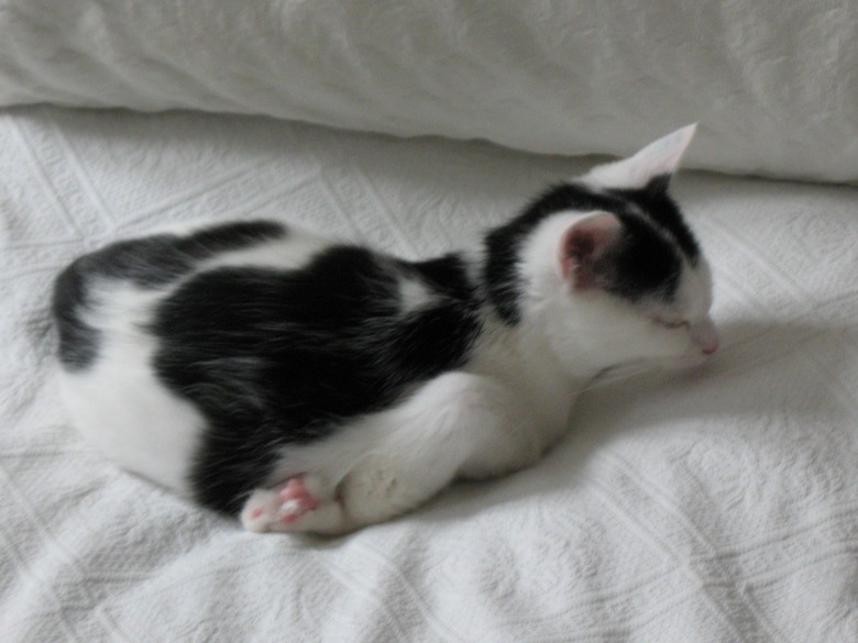 Black and white kitten sleeping on their belly with their legs curled underneath.