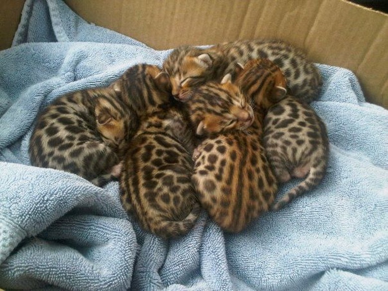 Six Bengal kittens sleeping in a huddle on a light blue blanket in a cardboard box.