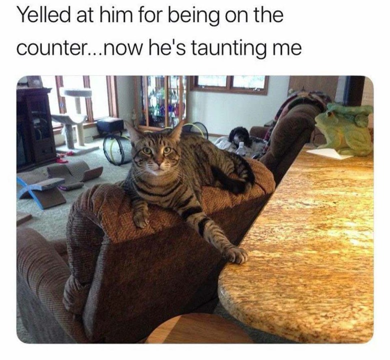 Cat putting its paw on a counter top passive aggressively