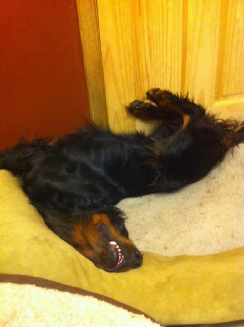 whippig 18 Dogs Sleeping Like Weirdos