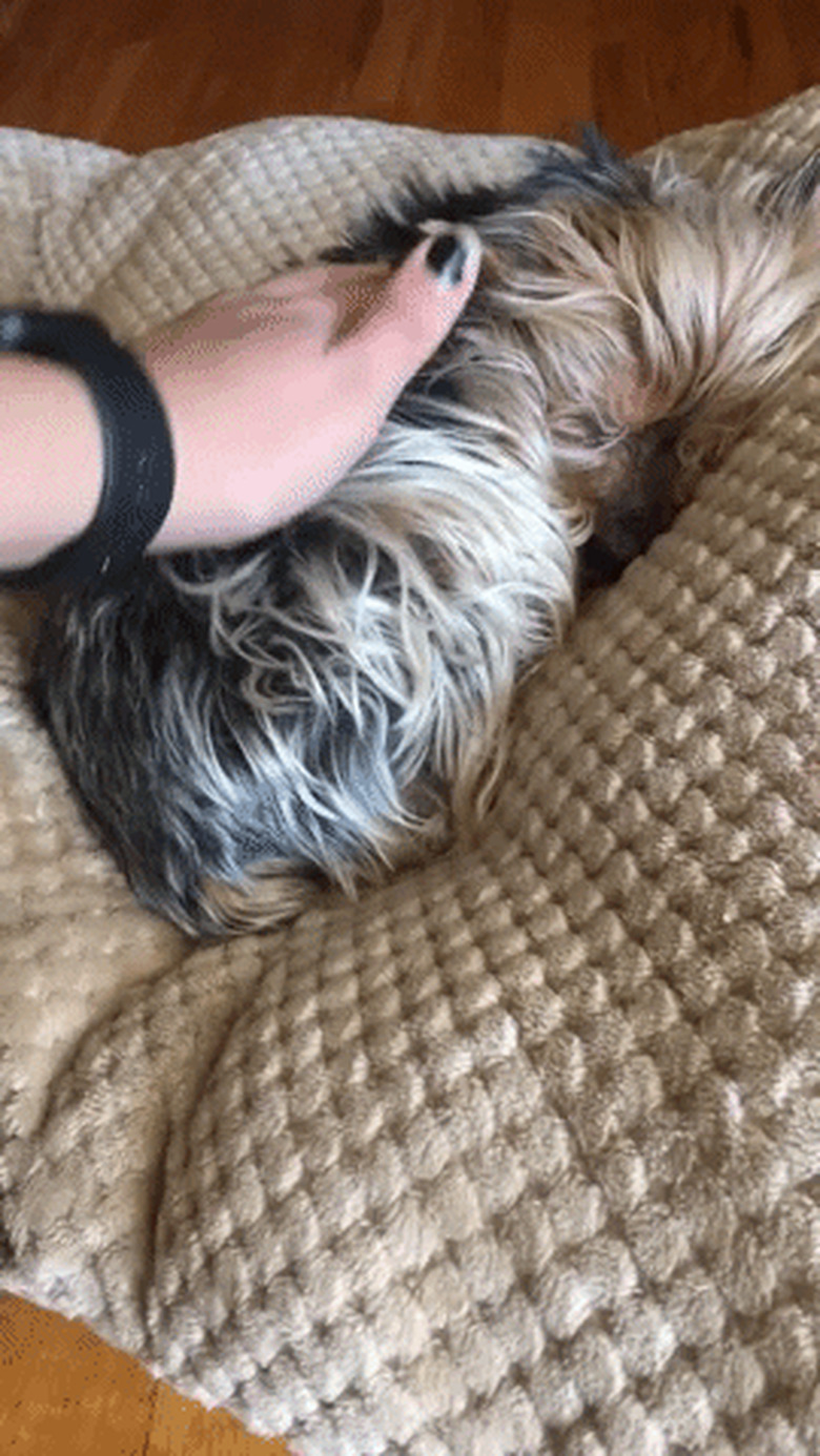 dog wakes up