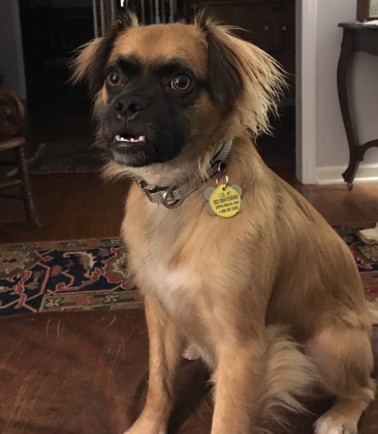 fluffy and unconventional looking dog