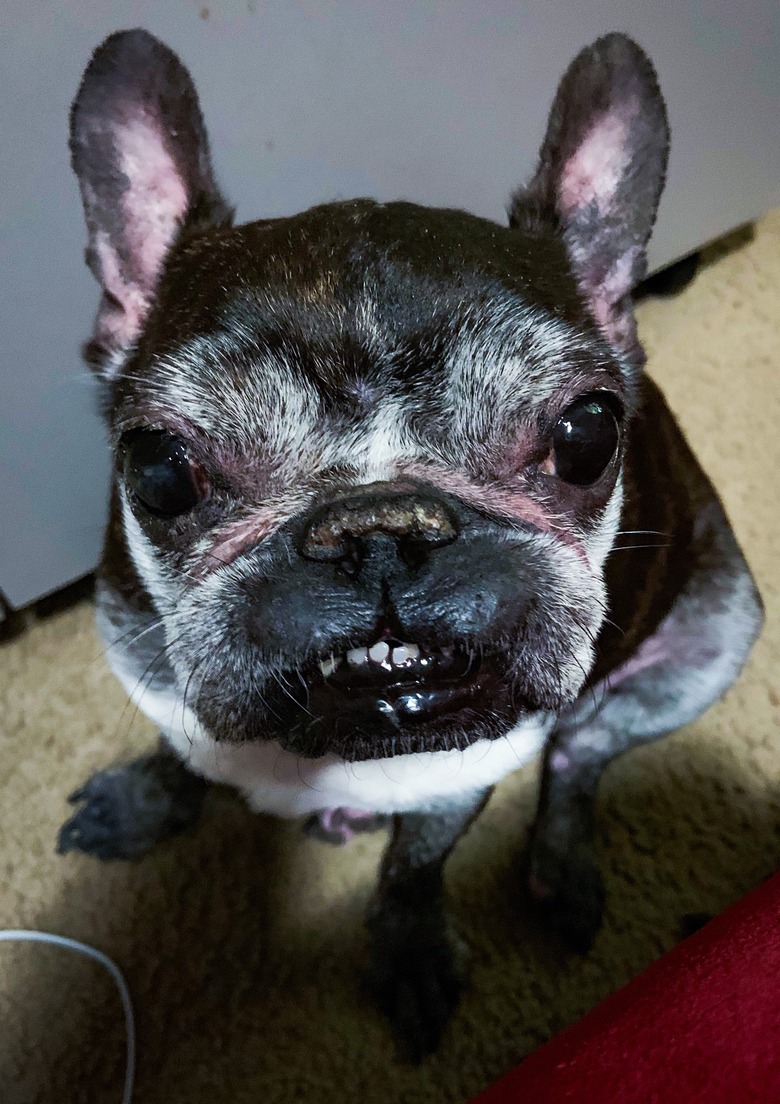 unconventional looking dog