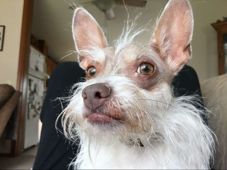unconventional looking dog