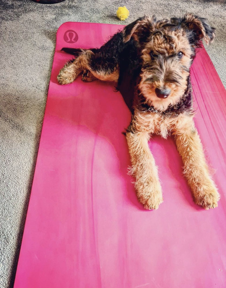 dog on yoga mat.