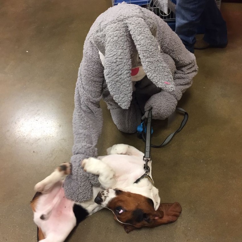 dog isn't wild about easter bunny