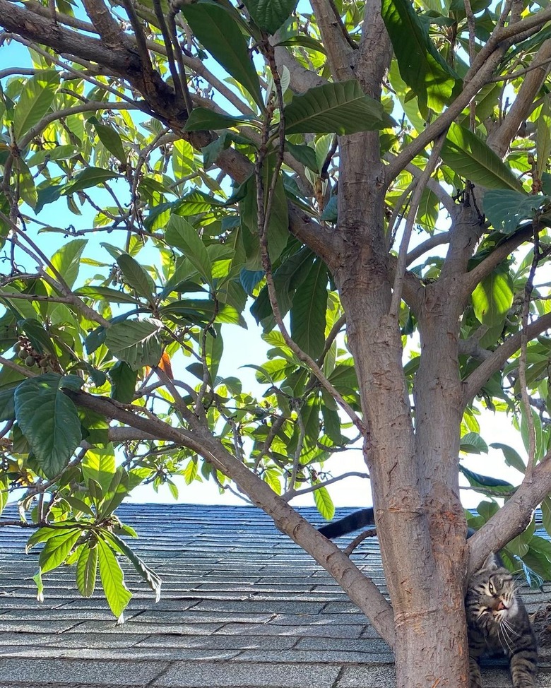 cat scratches back against tree while sitting on a roof.