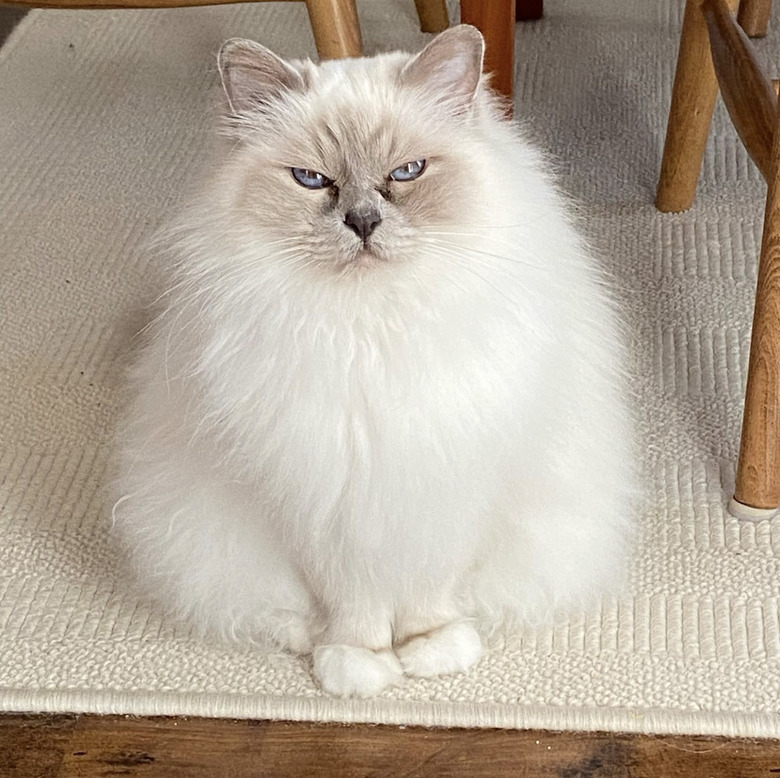 18 Super Fluffy Cats To Brighten Your Day 18 Super Fluffy Cats To Brighten Your Day