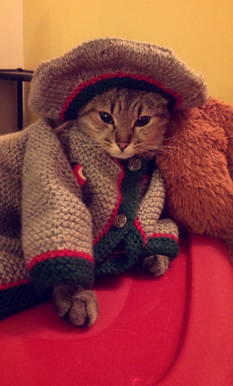 Cat dressed in doll clothes