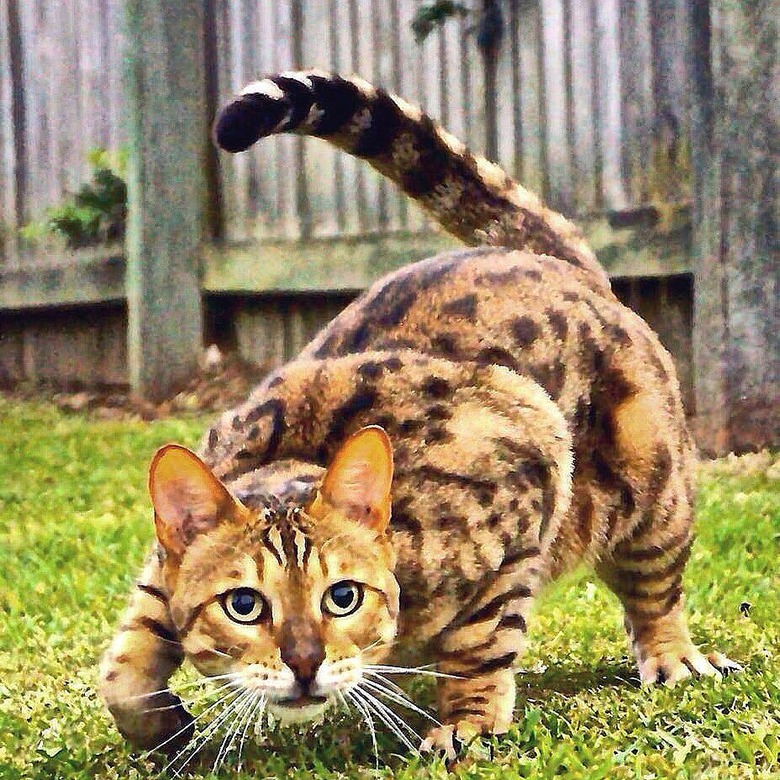 188 Names For Strong Cats