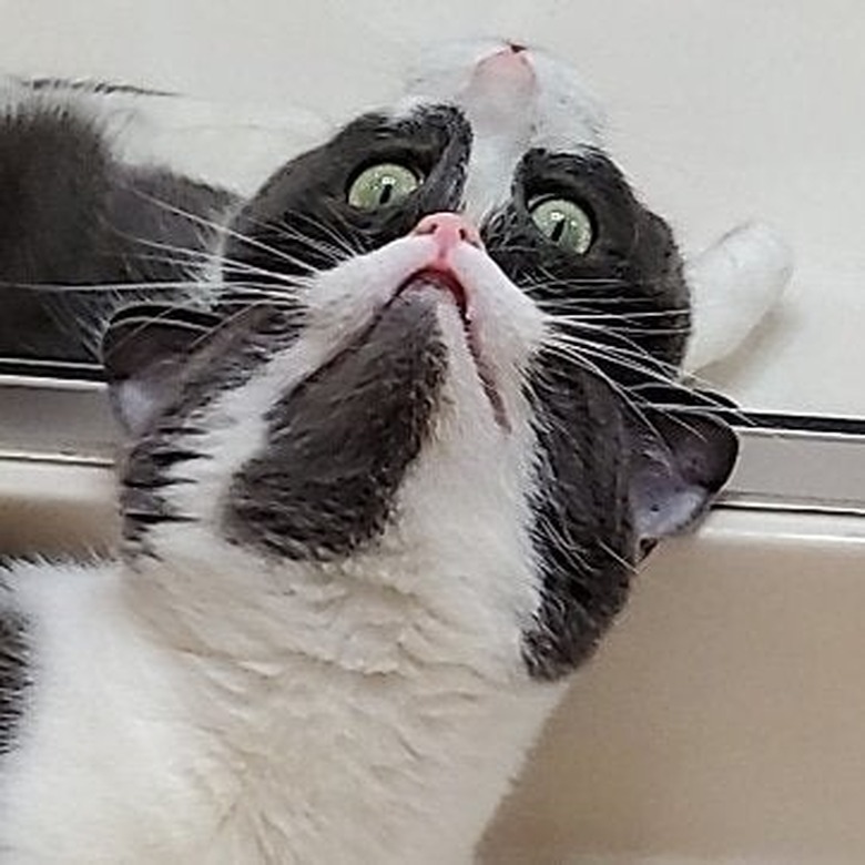 Cat looking backwards at itself in the mirror