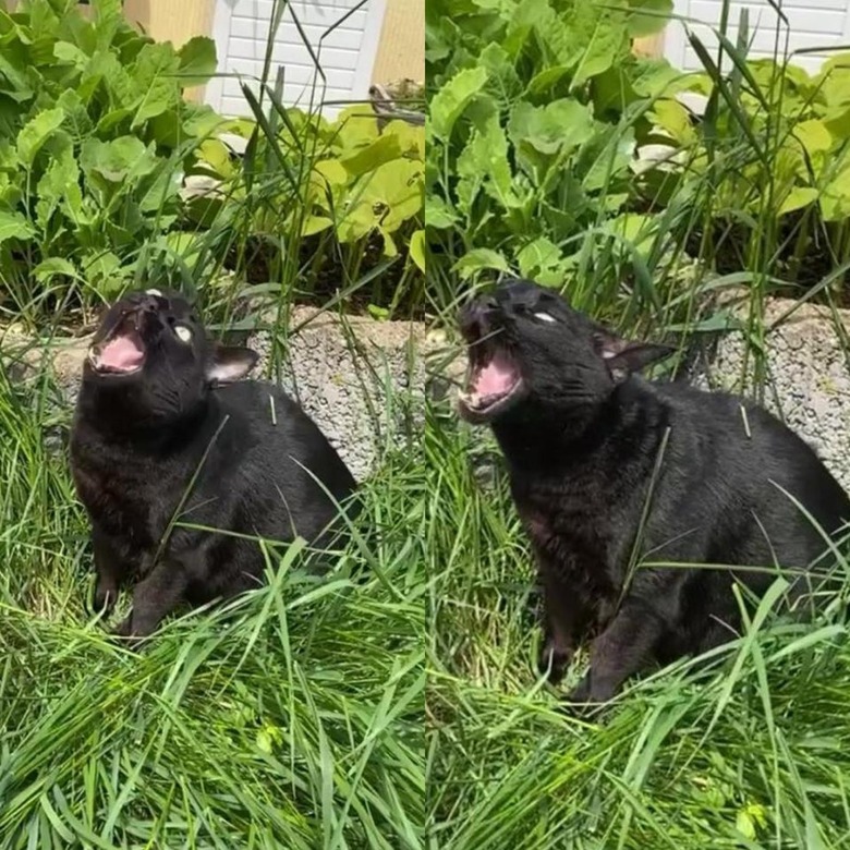 Cat trying to bite long grass