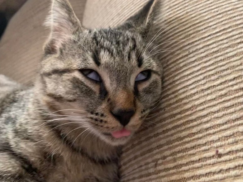Cat sleeping with eyes partially open