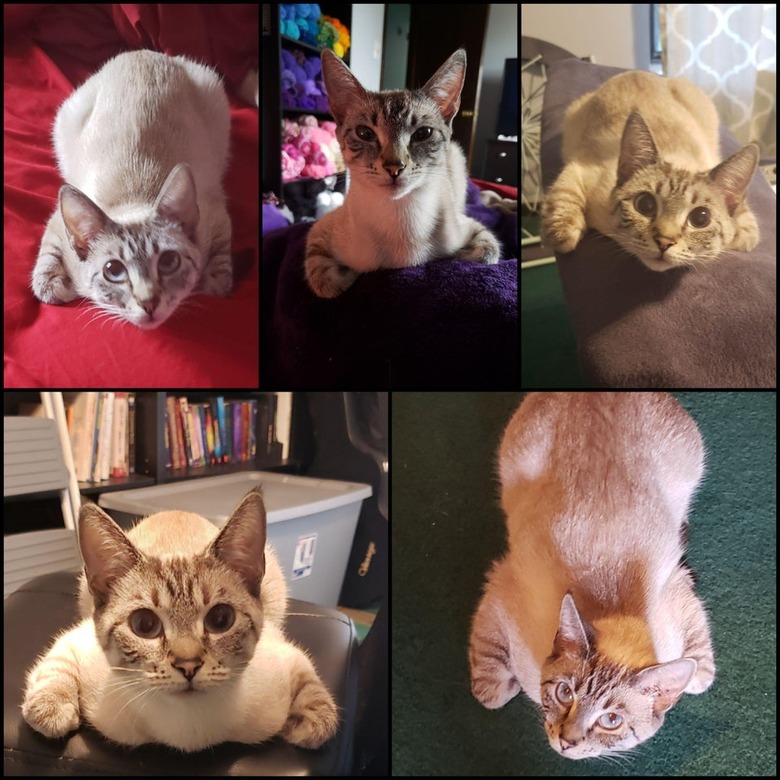 Cat sitting in weird position