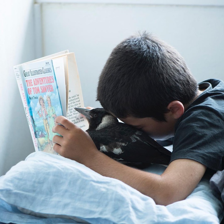Boy and magpie reading a book in bed.