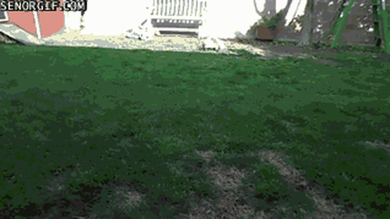 lizard acts like dog