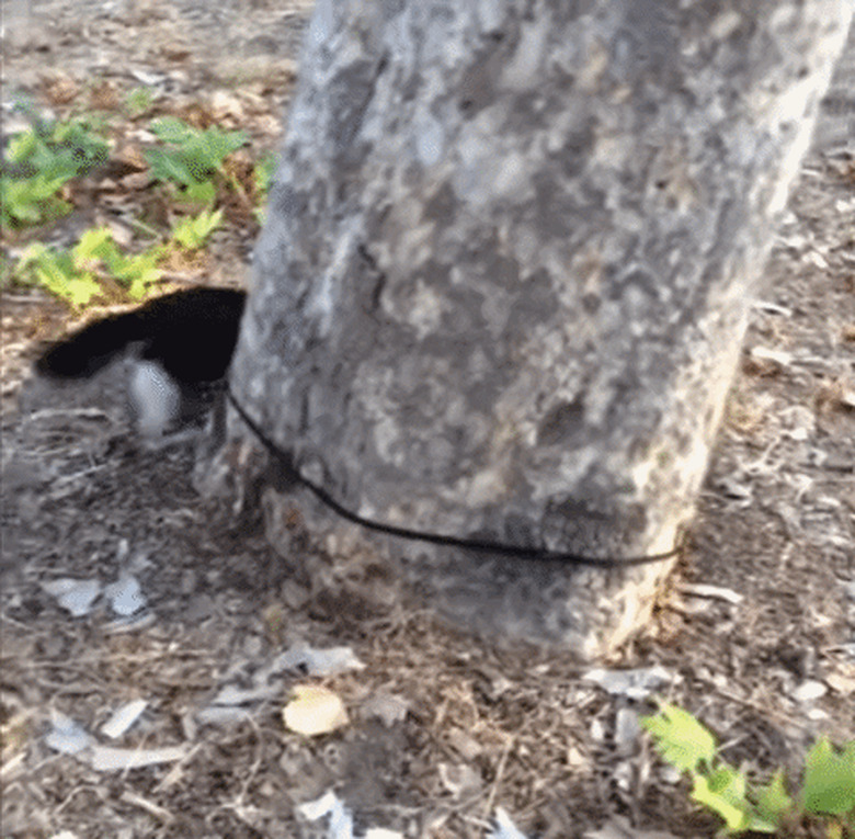 cat chasing leash around tree