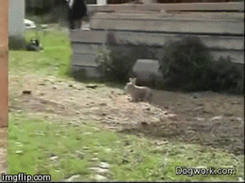 bunny herds sheep like a dog