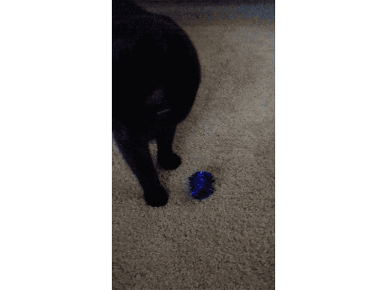 cat plays fetch