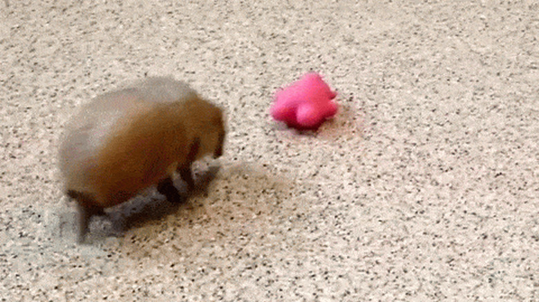armadillo thinks its a dog