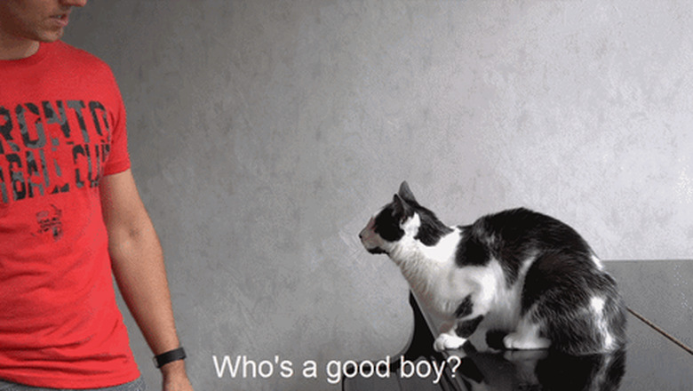 man calls cat good boy