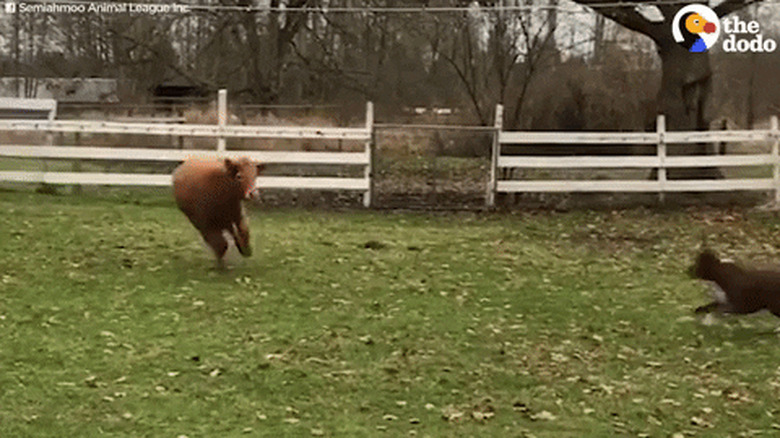 cow and dog running around
