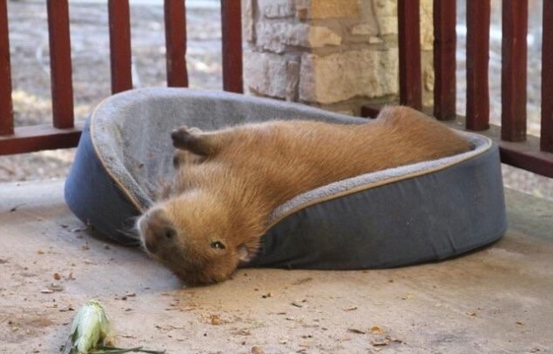 Capybara on dog bed.