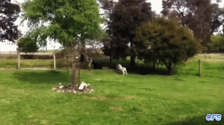 sheep plays with dogs