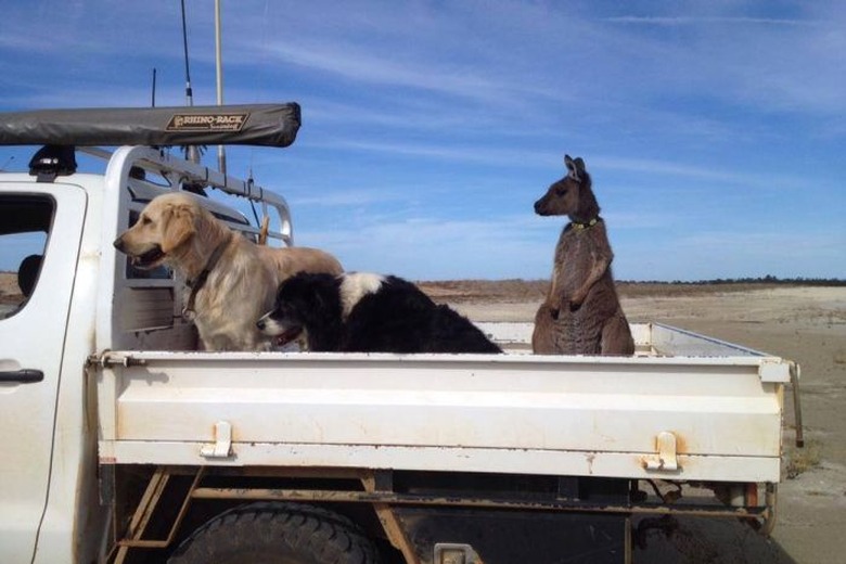 Kangaroo riding in back of pickup truck with two dogs.