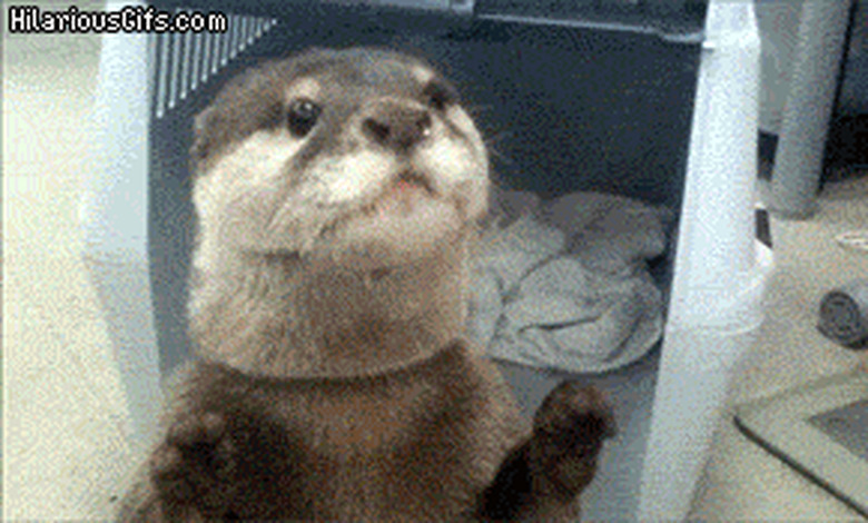 otter on a leash