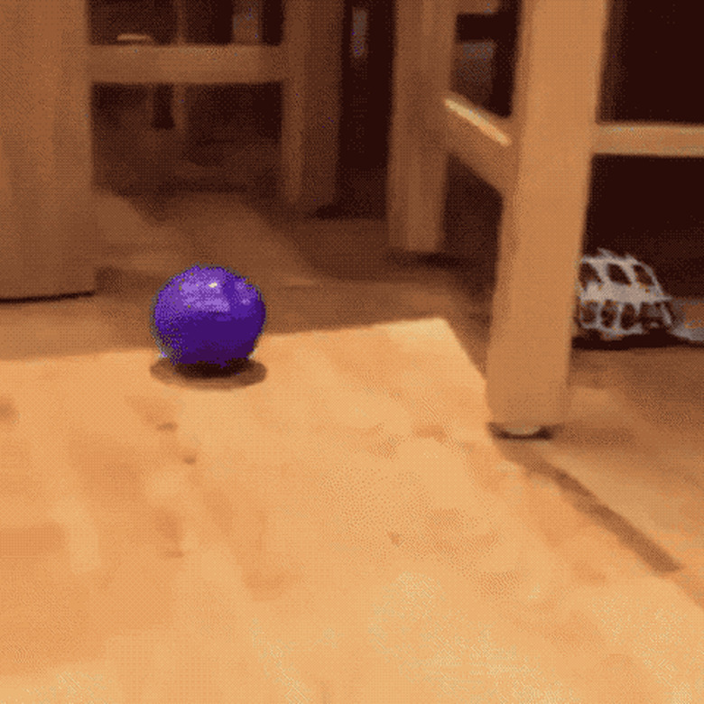 turtle chases ball
