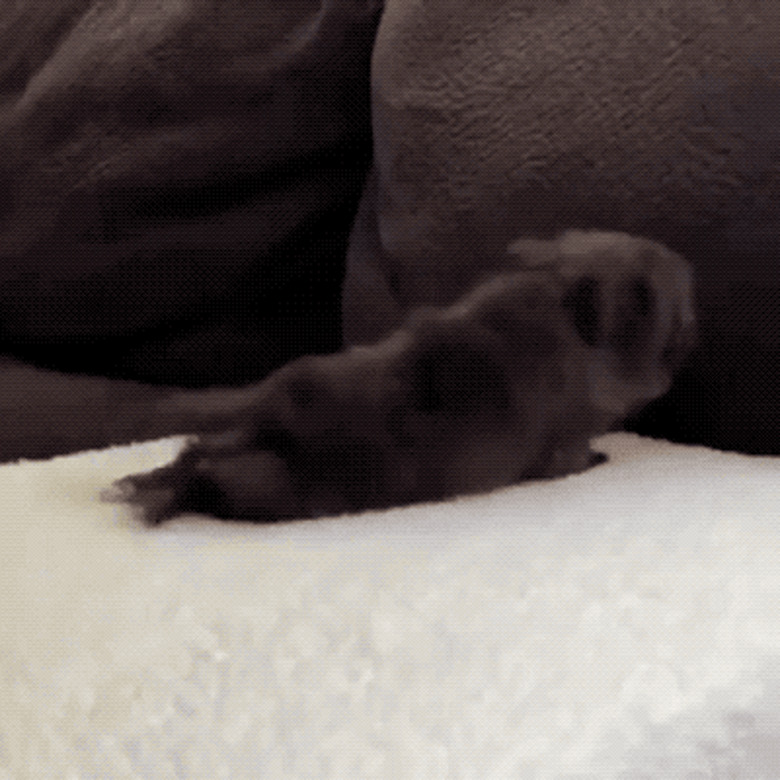 excited puppy