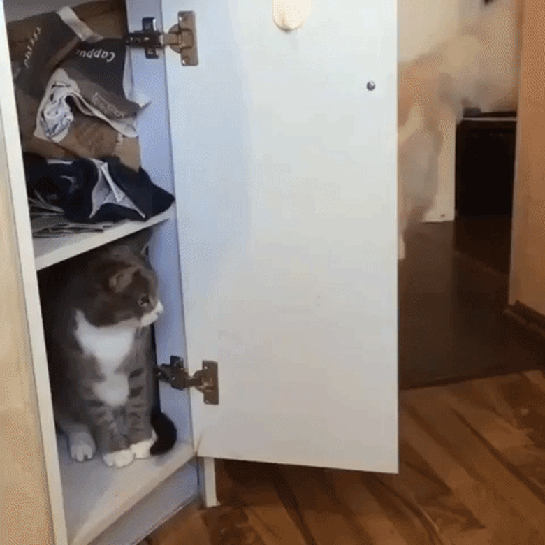 dog accidentally closes cabinet door on cat inside it